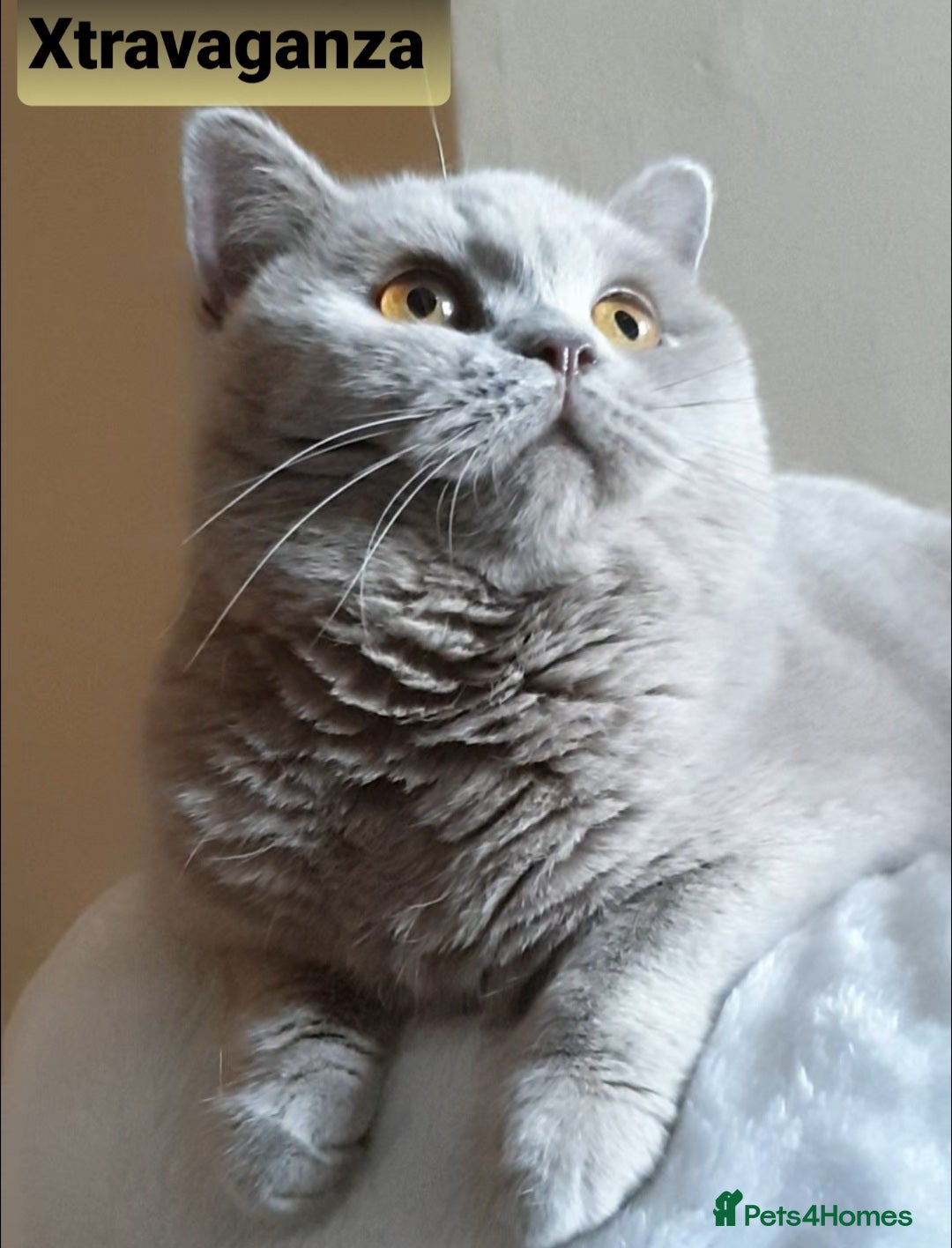 British Shorthair cats Closing of BSH cattery, 50% discount  - Advert 6