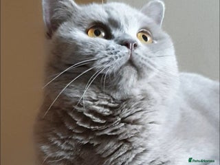 British Shorthair cats Closing of BSH cattery, 50% discount - Advert 8
