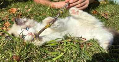 Ragdoll cats - Advert 2