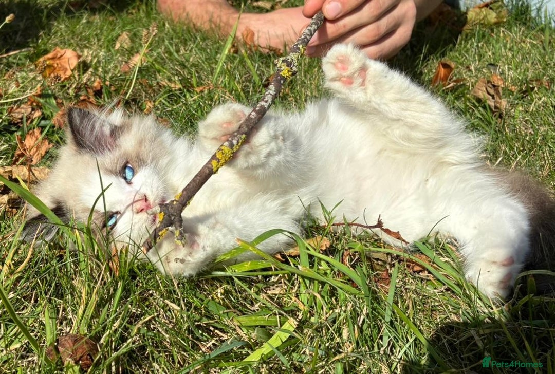Ragdoll cats for sale: True Ragdoll nature 💛 ✨  - Image 2