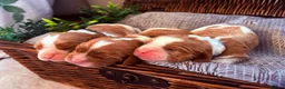 Cavalier King Charles Spaniel dogs for sale: HEALTH TESTED CLEAR cavalier puppies  - Advert 20