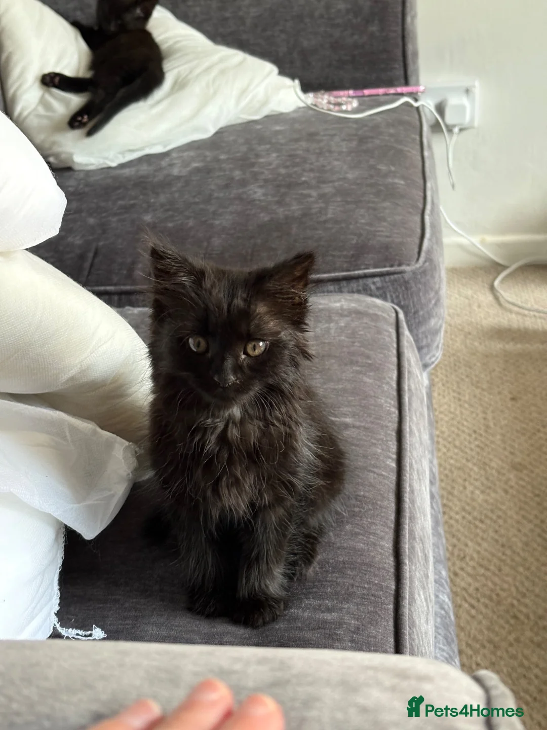 Mixed Breed cats for sale: Two Male Kittens (£200 Ono) - Advert 2