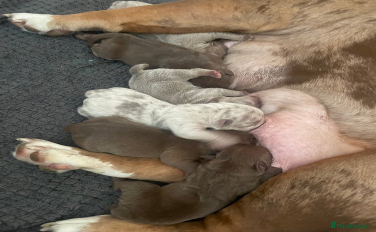 Old Tyme Bulldog dogs - Advert 1