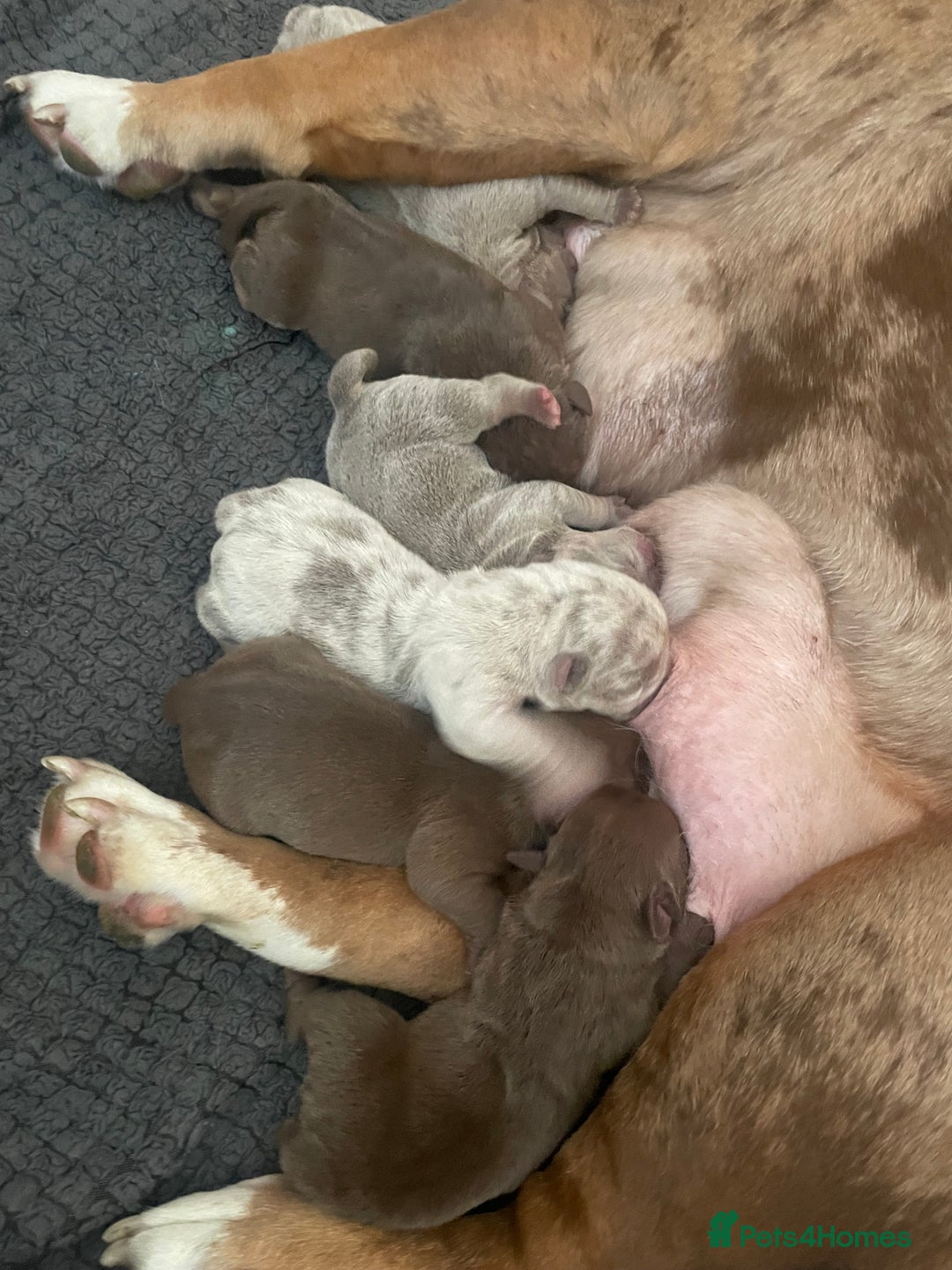 Old Tyme Bulldog dogs for sale: Old tyme bulldog puppies  - Image 1