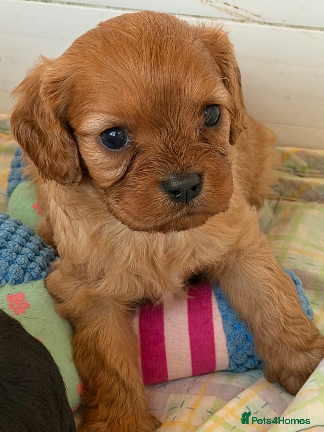 Cavapoo dogs for sale: Stunning cavapoo puppies ready 9th January  - Advert 35