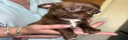 Chihuahua dogs for sale: Mrs McNally  - Advert 4