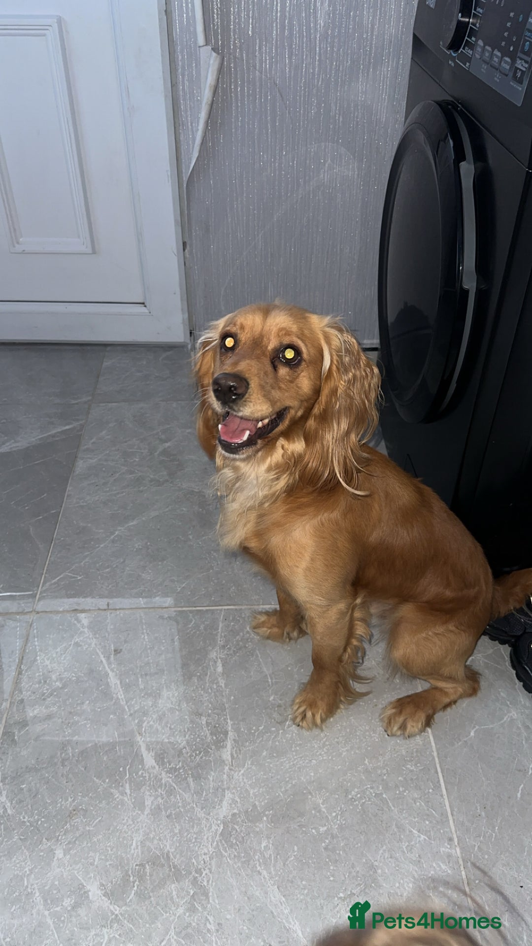 Cocker Spaniel dogs for sale: 2 year old male cocker spaniel  - Image 1