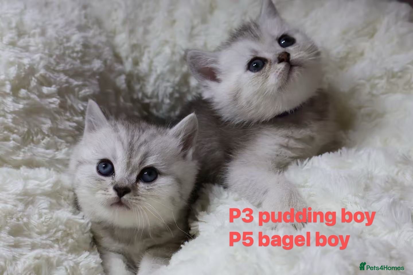 British Shorthair cats  Pedigree British shorthair  - Advert 2