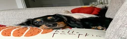 Miniature Dachshund dogs for stud: KC Longhaired Black & Tan Miniature Dachshund stud - Advert 6