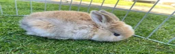 Mini Lop rabbits for sale: Mini Lops  - Advert 5