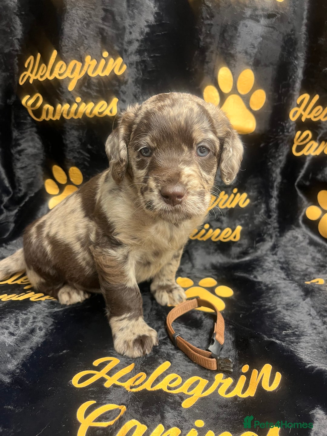 Labradoodle dogs for sale: 5 ⭐️ licensed Home breeder - Advert 24