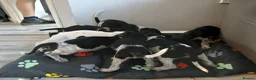 Mixed Breed dogs for sale: KC Basset Hound x KC German Shorthaired Pointer  - Advert 28