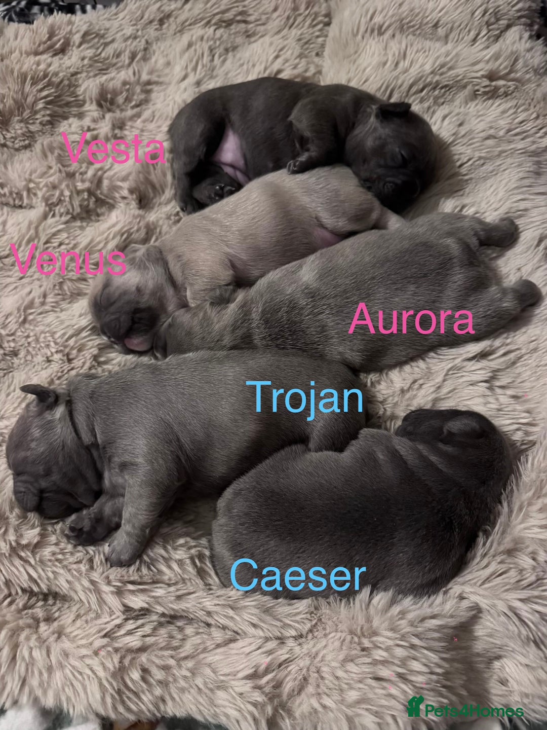 French Bulldog dogs for sale: LAST GIRL REMAINING - KC REG FRENCH BULLDOG PUP - Advert 8