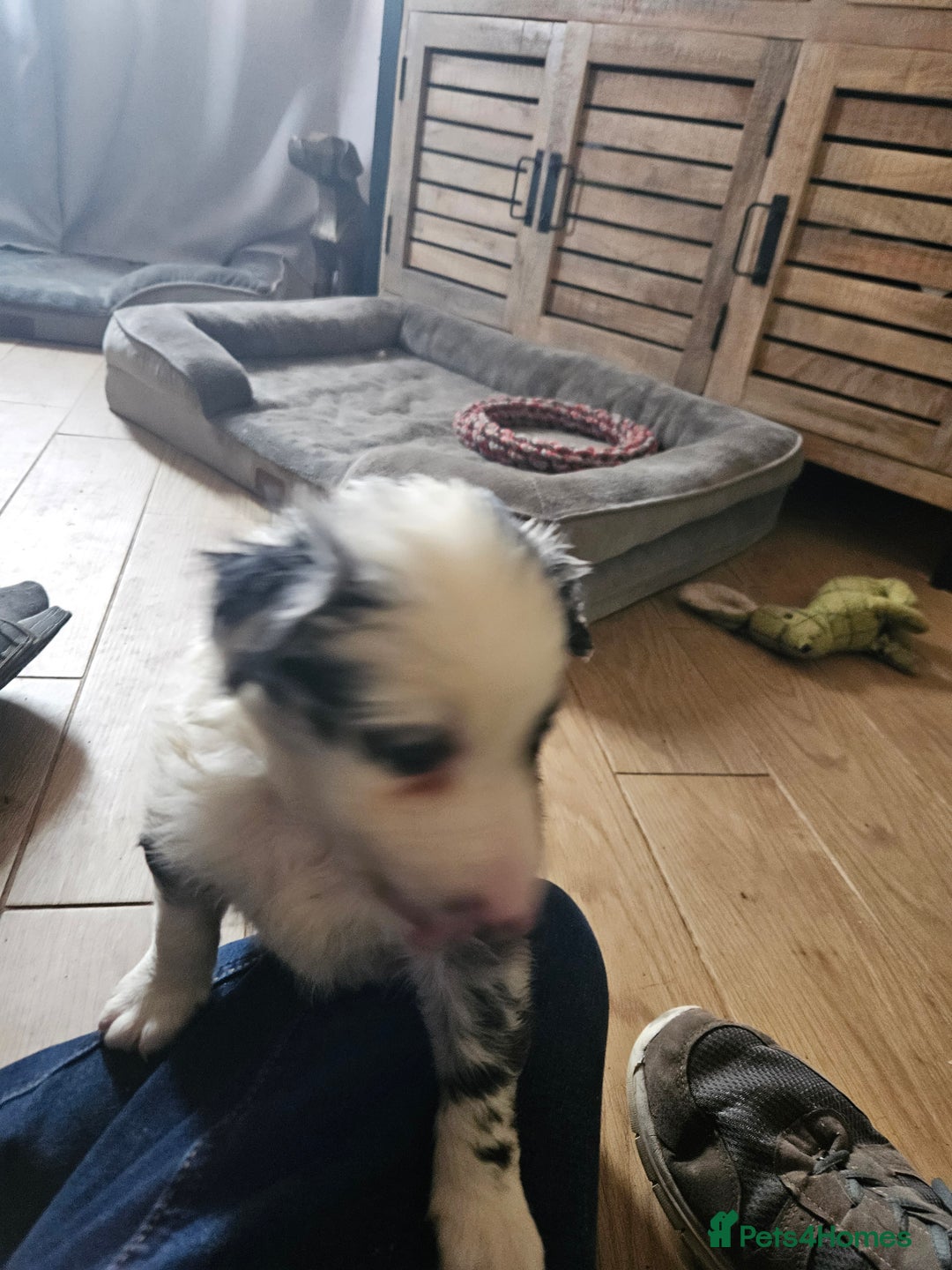 Border Collie dogs for sale: 5 border collie pups - Image 5