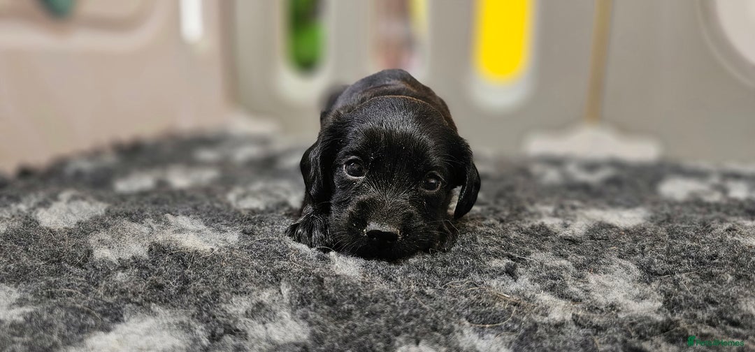 Labrador Retriever dogs for sale: 6 BEAUTIFUL BLACK PUPPIES. LAB CROSS COCKER - Image 11