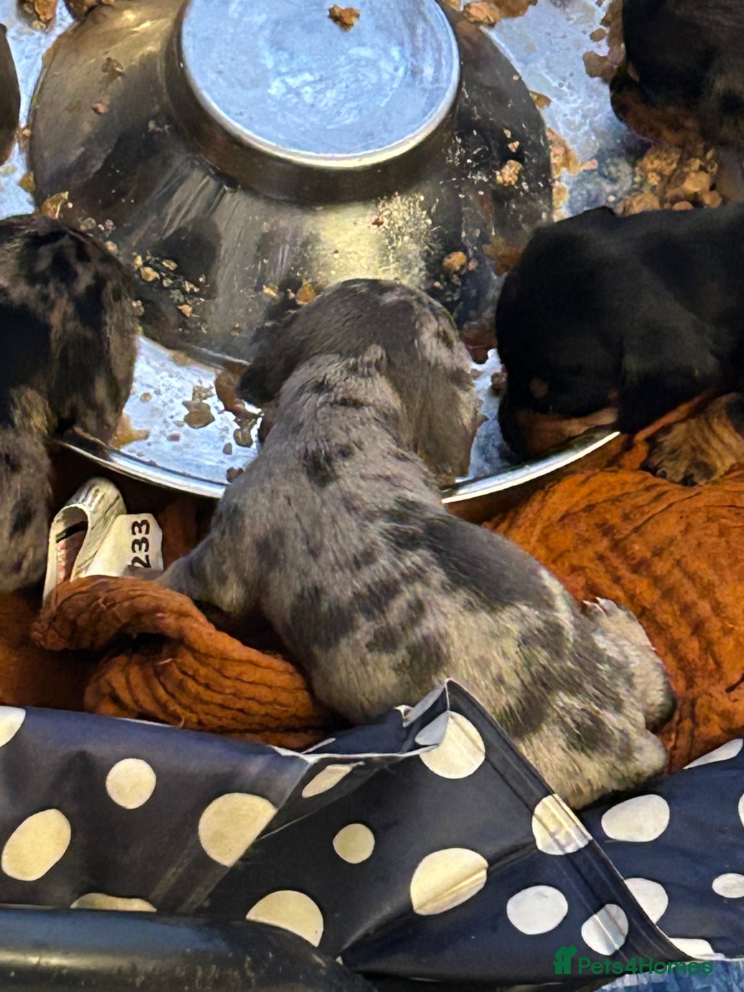 Miniature Dachshund dogs for sale: Six beautiful miniature Dachshunds - Image 8