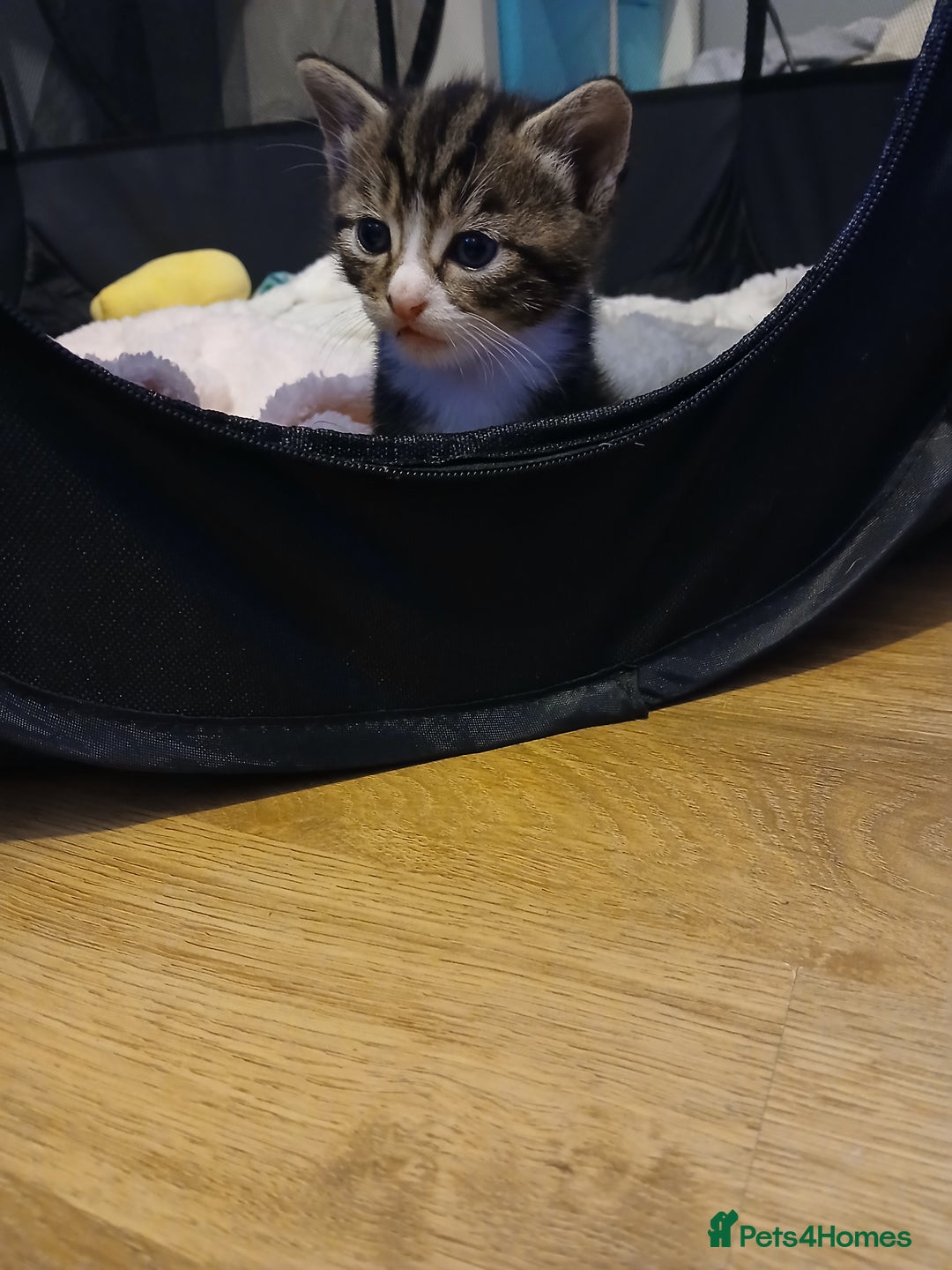 British Shorthair cats for sale: Gorgeous mixed breed kittens - Image 8