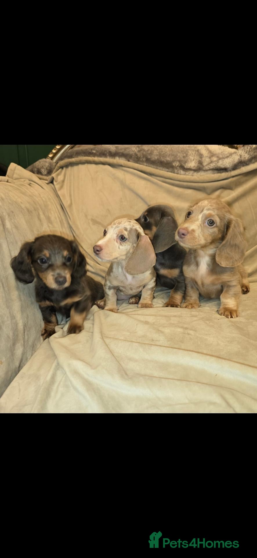 Miniature Dachshund dogs Minature 5 star Dashounds. - Advert 2