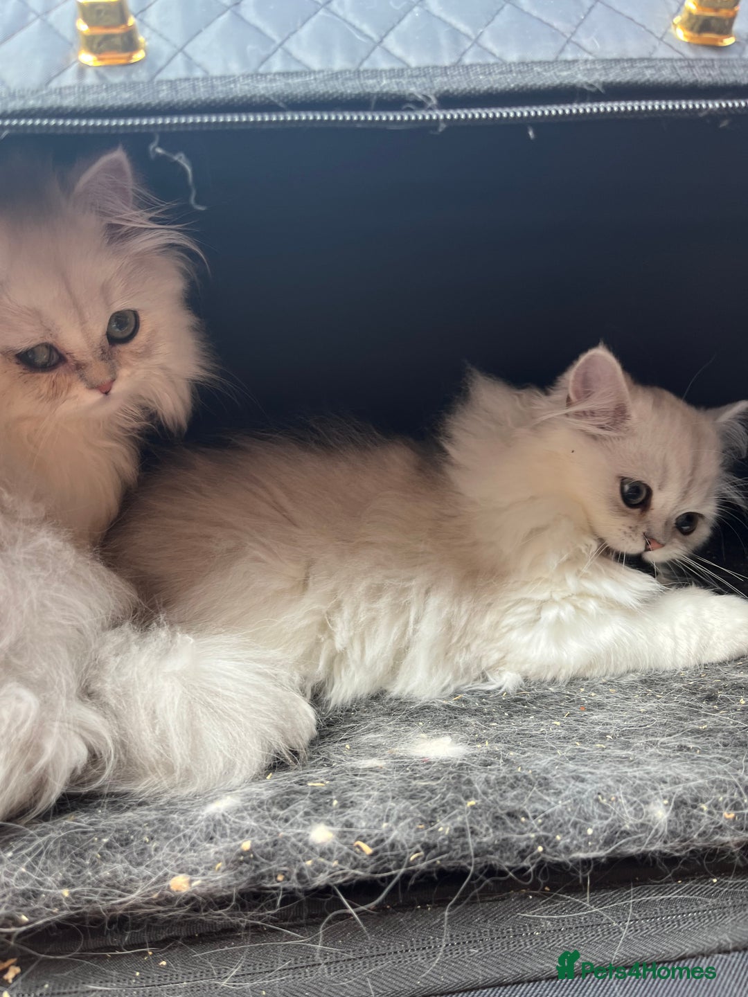 Persian cats for sale: 3 beautiful silver chinchilla Persian! - Image 8
