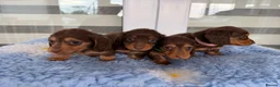 Miniature Dachshund dogs for sale: Kc Kaninchen dachshund weeny weeny  - Advert 22