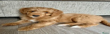Mixed Breed Puppy 7