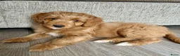 Mixed Breed dogs for sale: Tollerdoodle *last remaining Girl Available* Now - Advert 18