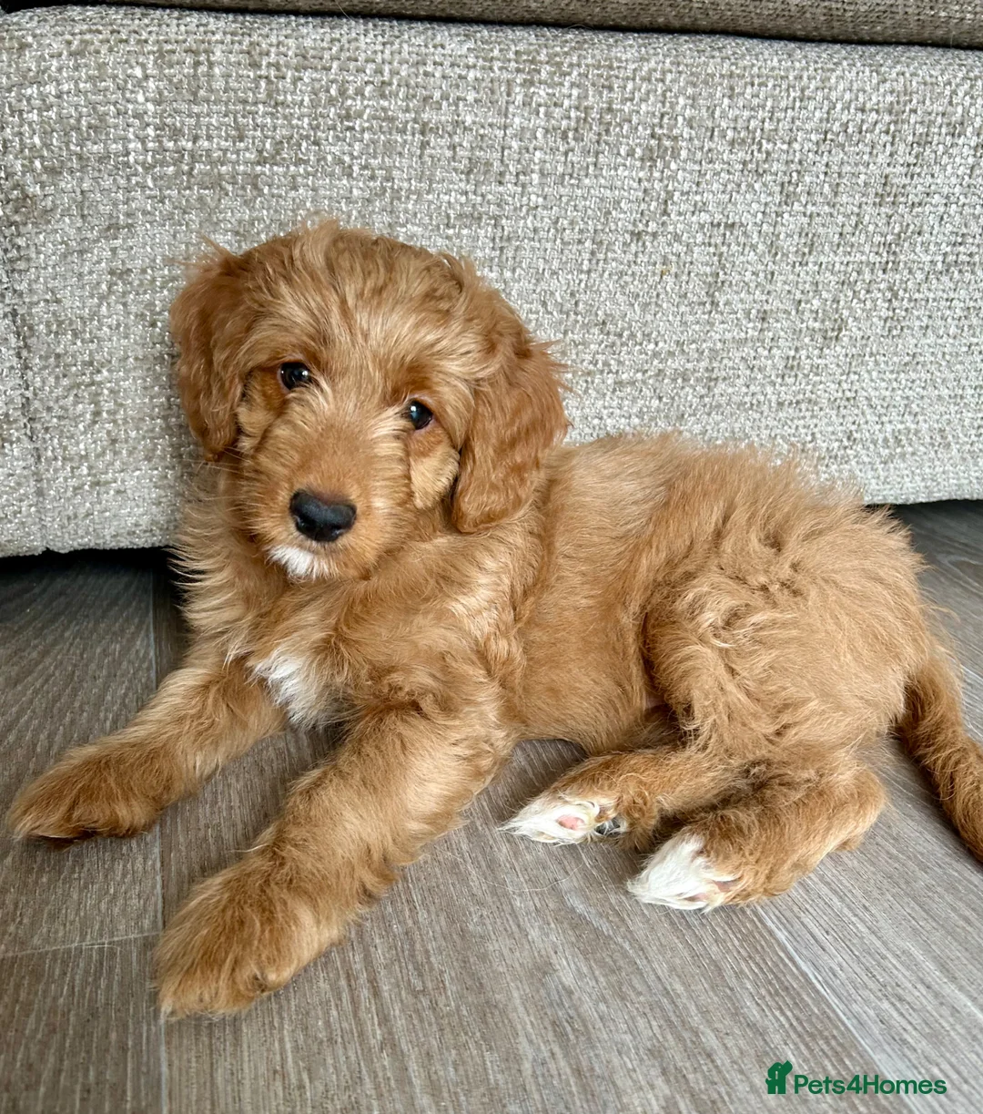 Mixed Breed dogs for sale: Tollerdoodle *last remaining Girl Available* Now - Advert 18