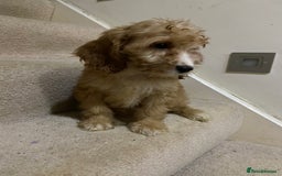 Cockapoo dogs for sale: F1 cockapoo PRA hereditary clear  - Image 6