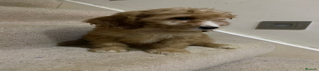 Cockapoo Puppy 3