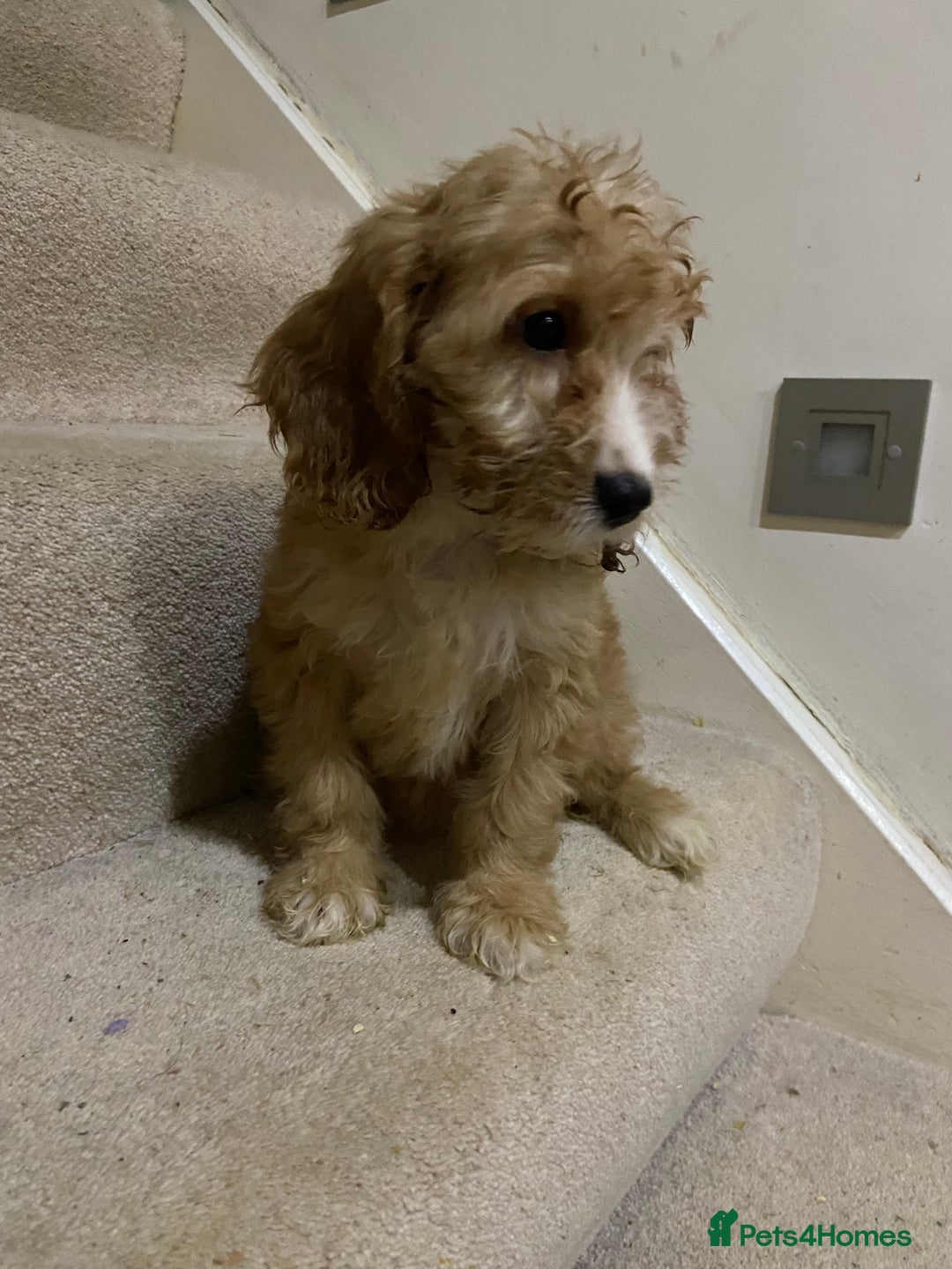 Cockapoo dogs for sale: F1 cockapoo PRA hereditary clear  - Image 6