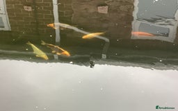 Koi Carp fish for sale: Koi carp - Image 2