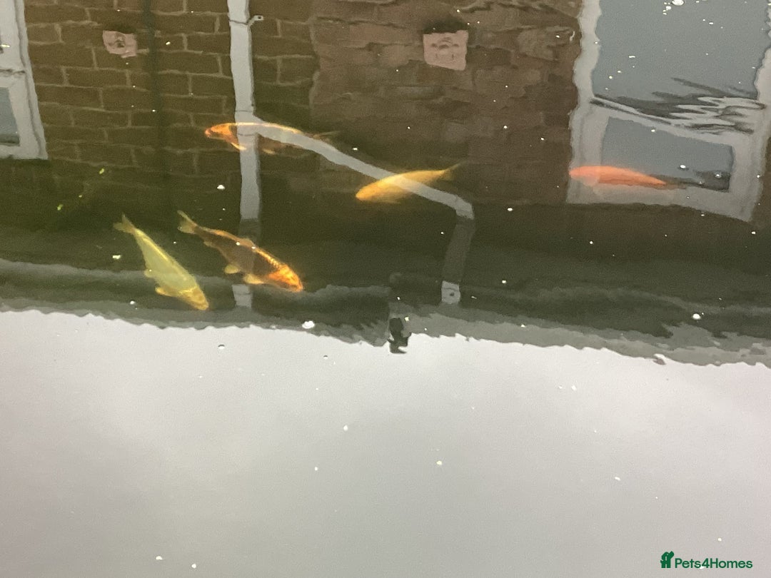 Koi Carp fish for sale: Koi carp - Image 2