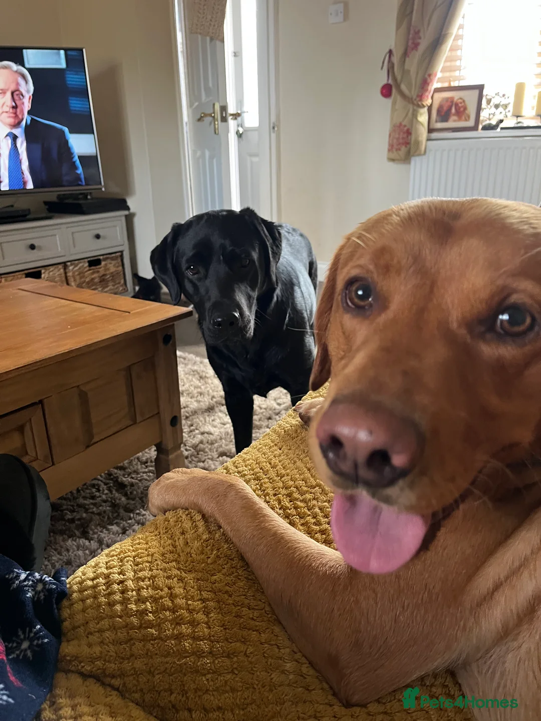 Labrador Retriever dogs for sale: Yellow - Advert 8