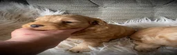 Cockapoo dogs for sale: Multi generation DNA Health Clear Cockapoo Pups  - Advert 19