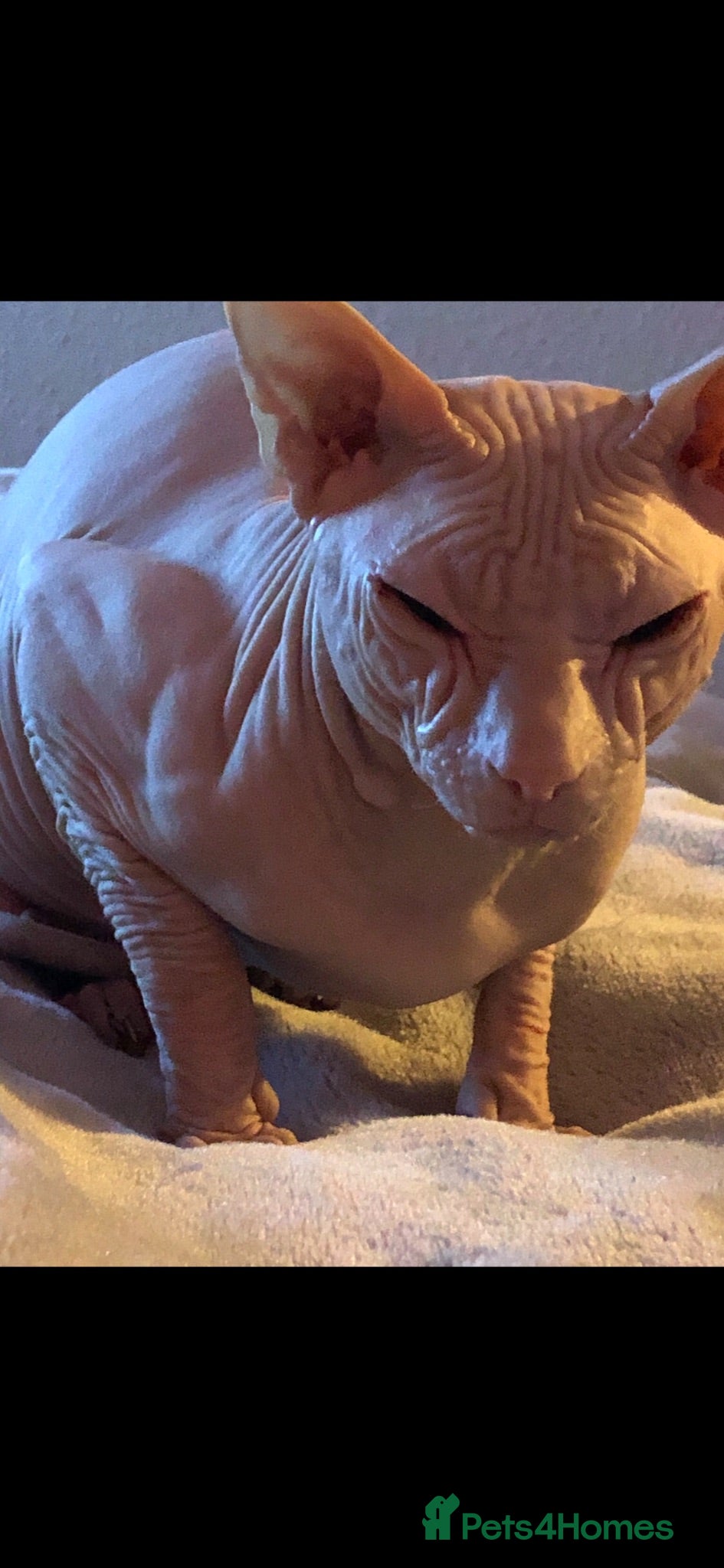 Sphynx cats Selling my boy Timmy after much thought it’s best - Advert 5
