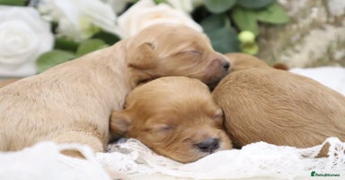 Cavapoo dogs - Advert 7