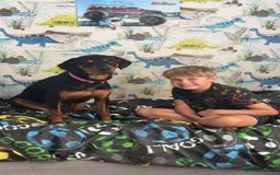 Mixed Breed dogs for adoption: Sky is looking for her forever home  - Image 2