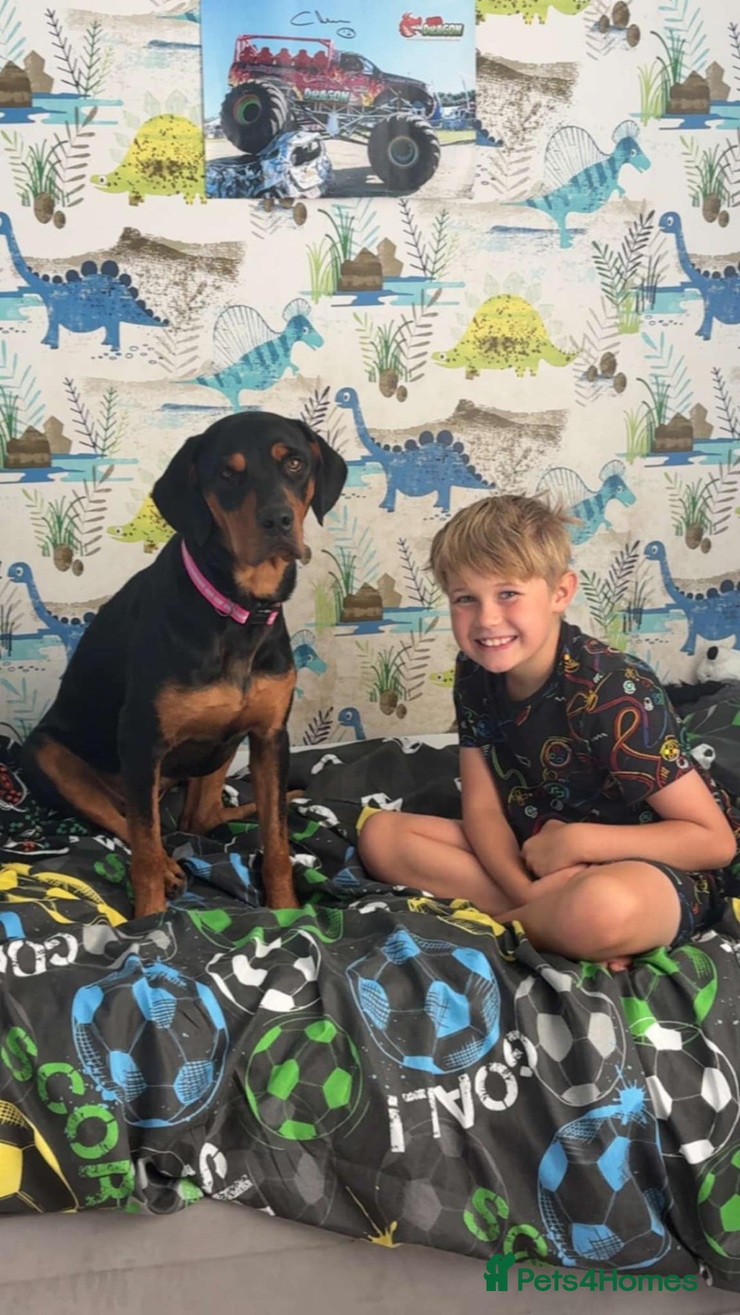 Mixed Breed dogs for adoption: Sky is looking for her forever home  - Image 2