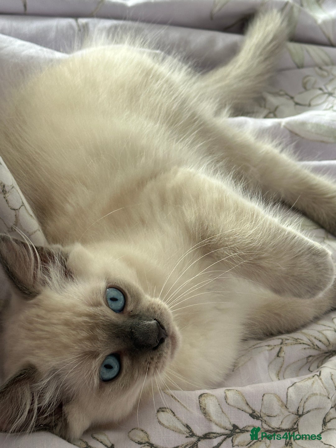 Ragdoll cats for sale: Adorable pure breed Ragdoll kitten  - Image 7