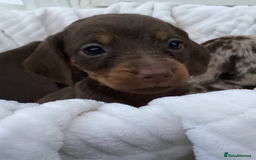 Dachshund dogs for sale: Dachshund puppies - Image 8
