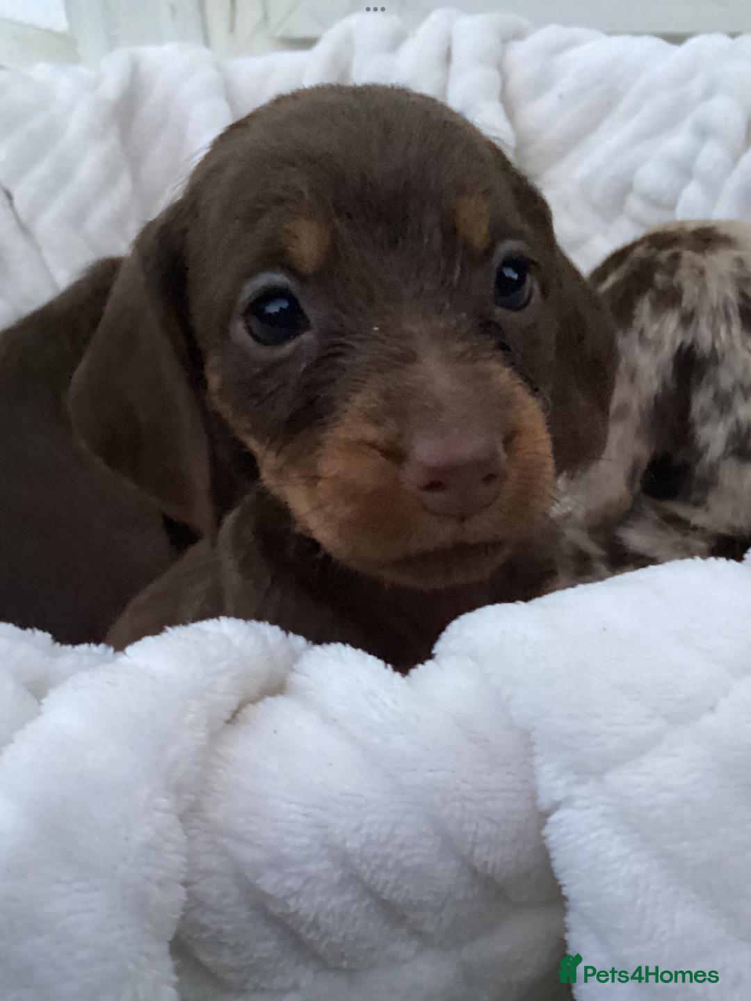 Dachshund dogs for sale: Dachshund puppies - Image 8
