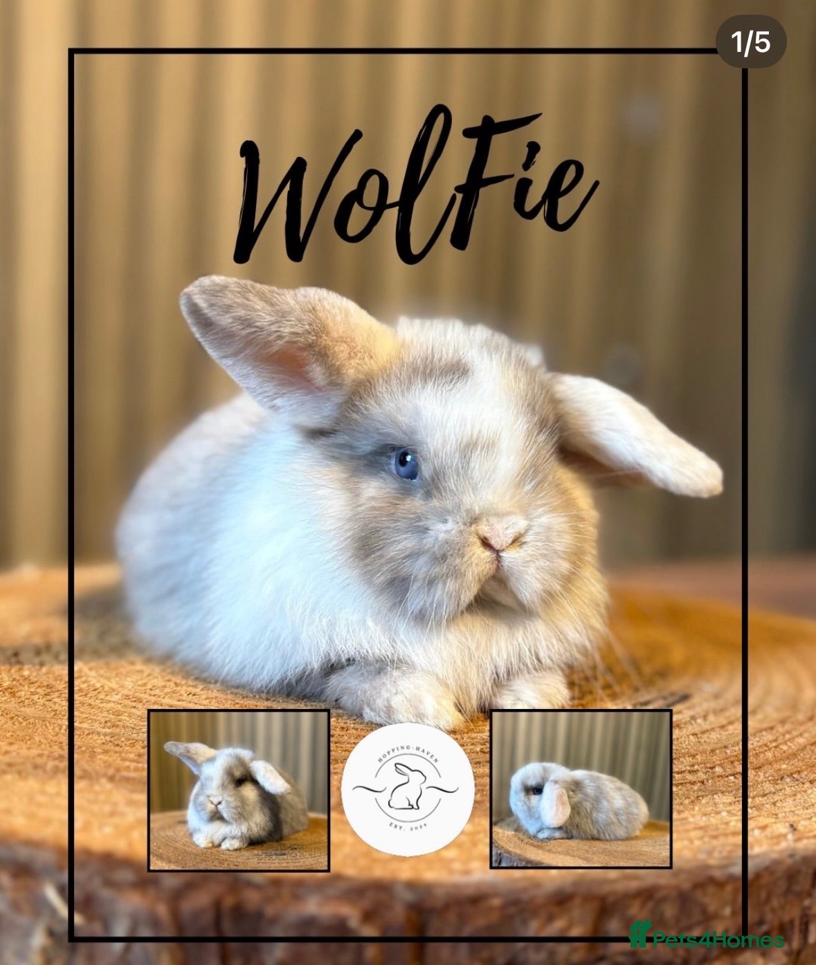 Mini Lop rabbits Adult mini lops looking for homes - Advert 1
