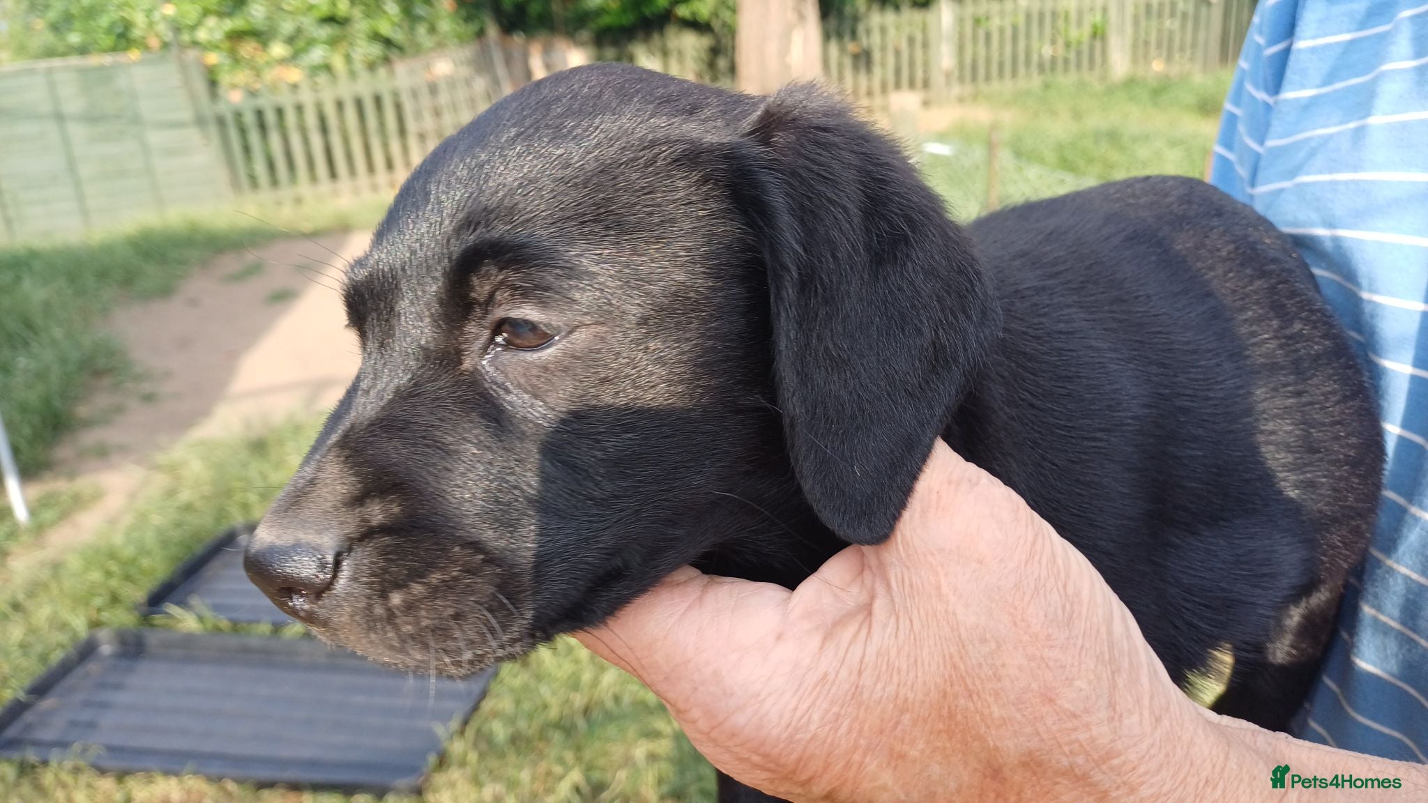 Labrador Retriever dogs KC REGISTERED BLACK BITCH PUPPY FOR SALE - Advert 1