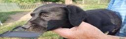Labrador Retriever dogs for sale: KC REGISTERED BLACK BITCH PUPPY FOR SALE - Advert 1