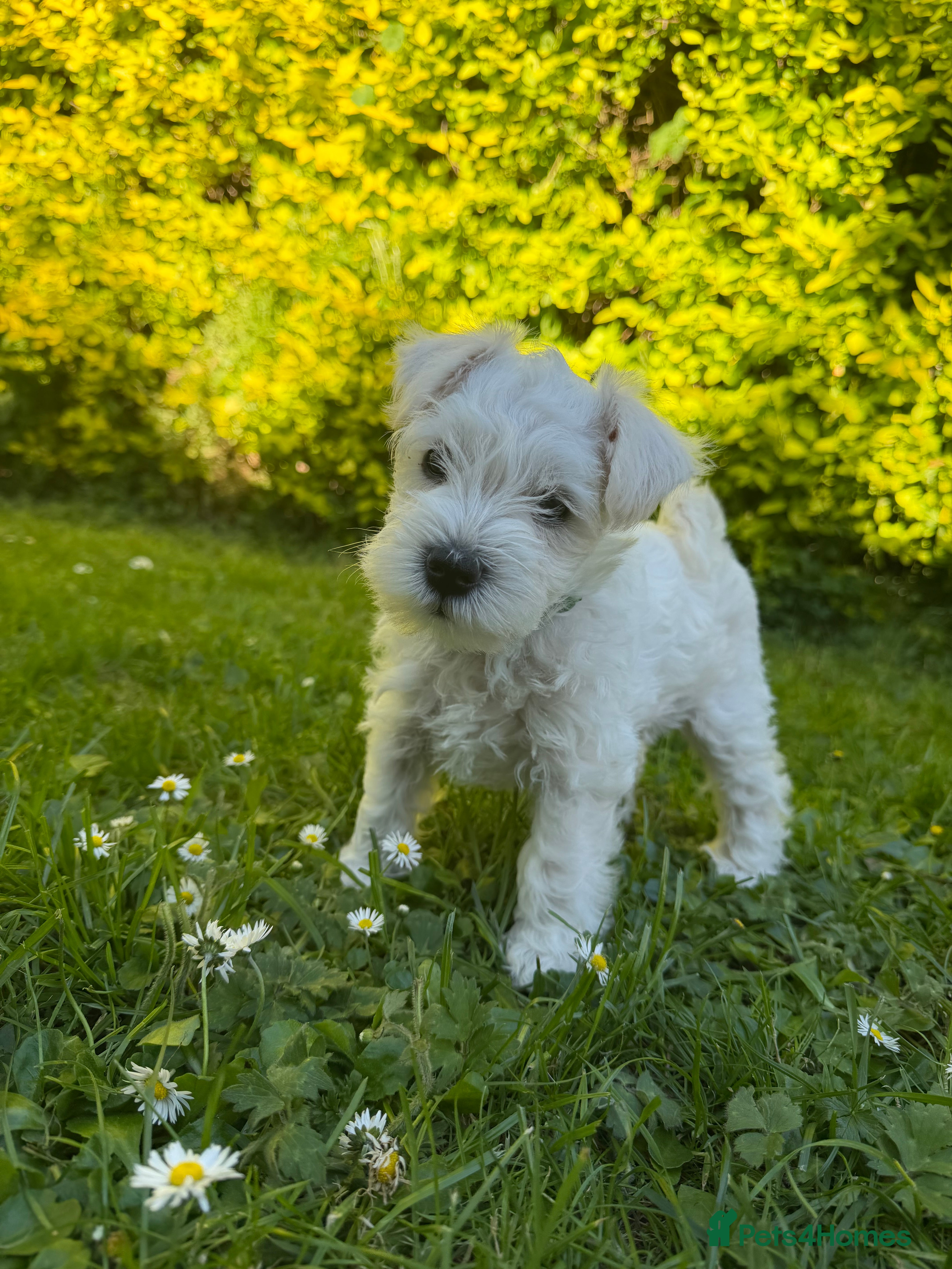 Miniature Schnauzer dogs for sale: Available: 🐾 3 Girls 🐾 2 Boys - Advert 12