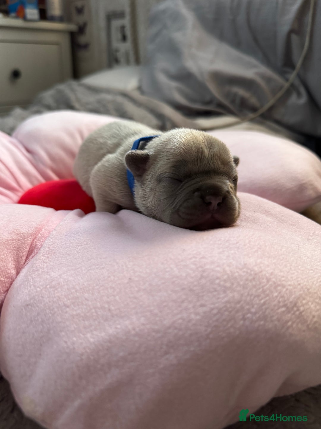 French Bulldog dogs for sale: 🎉 New years pups 🎉 7 adorable French bulldog pup - Advert 13