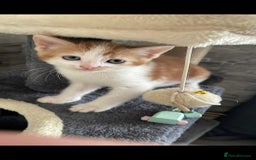 Mixed Breed cats for sale: Gorgeous kittens  - Image 3