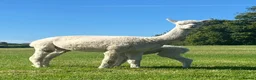 Alpaca livestock for sale: BAS registered breeding female Alpacas  - Advert 19