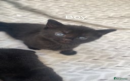 Bombay cats for sale: Bombay kittens for sale  - Image 4