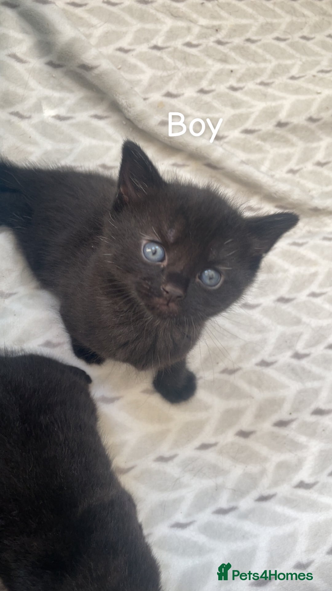 Bombay cats for sale: Bombay kittens for sale  - Image 4
